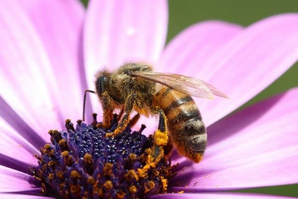 How can sustainable farming practices protect pollinators and promote biodiversity?