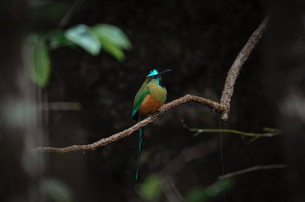 What Are the Effective Strategies for a Living Room Layout with Multiple Focal Points like Fireplace and TV?